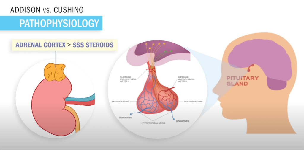 Visual Aids Of Simple Nursing